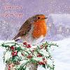 Robin red breast - 10 cards