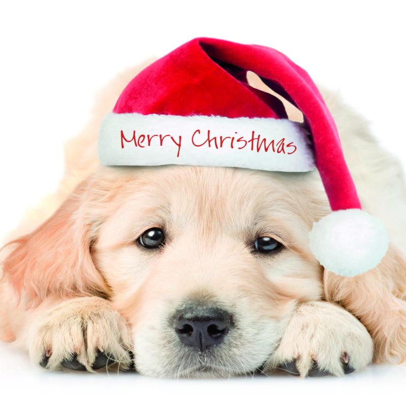 Christmas puppy 10 cards