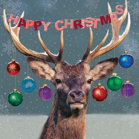 Festive stag - 10 cards
